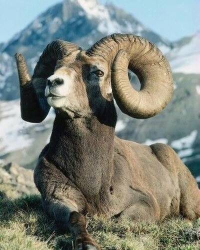 Kamchatka snow sheep